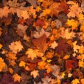 fall-foliage-111315 