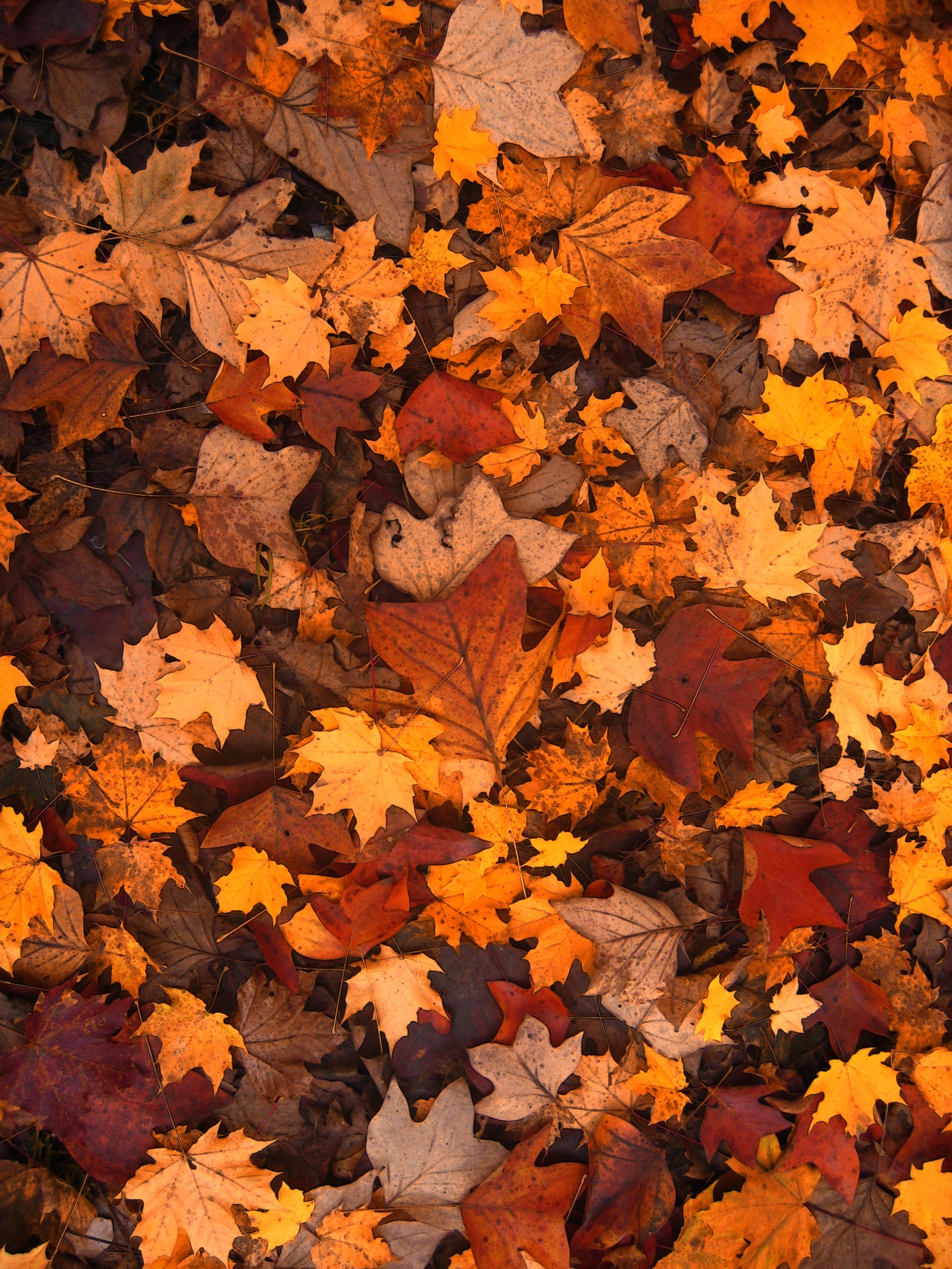 fall-foliage-111315